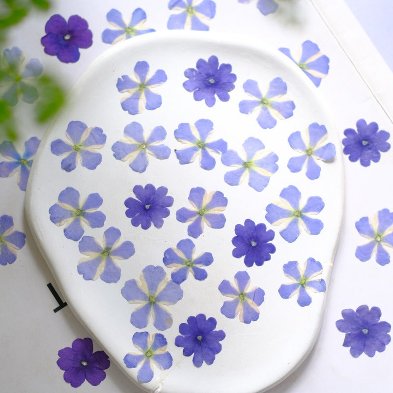 50 Pcs Dried Pressed Blue Verbena Flowers