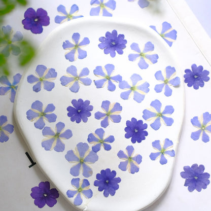 50 Pcs Dried Pressed Blue Verbena Flowers