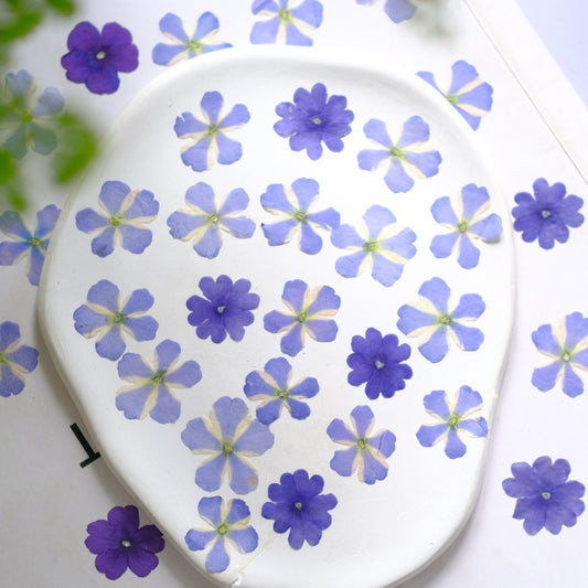 50 Pcs Dried Pressed Blue Verbena Flowers