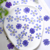Load image into Gallery viewer, 50 Pcs Dried Pressed Blue Verbena Flowers