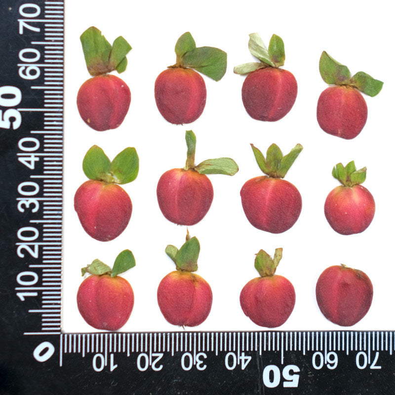 Real Dried Pressed Mini Red Apples