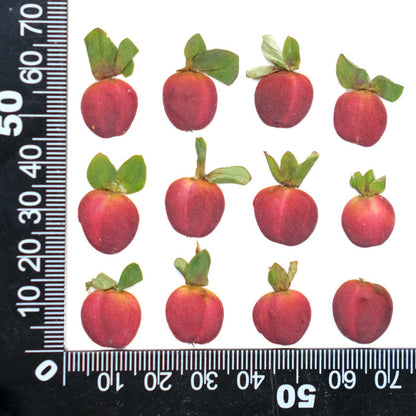 Real Dried Pressed Mini Red Apples