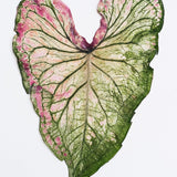 Load image into Gallery viewer, 5 Pcs Real Dried Pressed Caladium Leaves