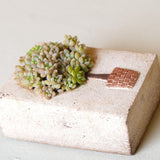 Load image into Gallery viewer, Treeform Ceramic Succulent Planter Pot