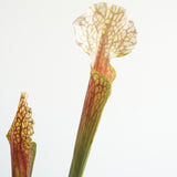 Load image into Gallery viewer, Real Touch Artificial Sarracenia Pitcher Plant