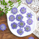 Load image into Gallery viewer, Real Pressed Dried Violet Scabiosa Flowers