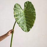 Load image into Gallery viewer, 34" Artificial Elephant Ear Leaf Stem