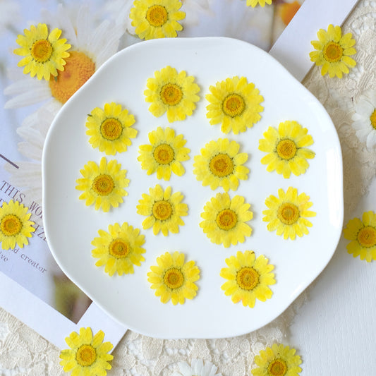 60 Pcs Vibrant Dyed Pressed Daisy Flowers