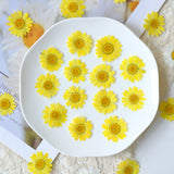 Load image into Gallery viewer, 12 Pcs Pressed Dried Dyed Daisy Flowers