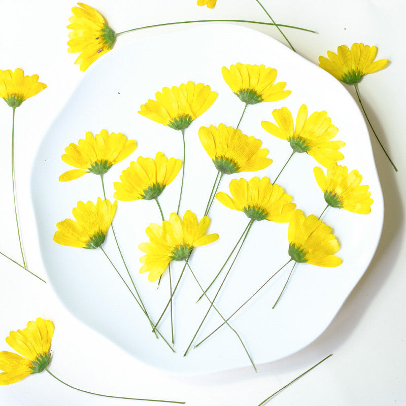 Dried Pressed Yellow Daisy Flowers with Stems