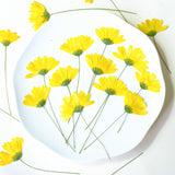 Load image into Gallery viewer, Dried Pressed Yellow Daisy Flowers with Stems