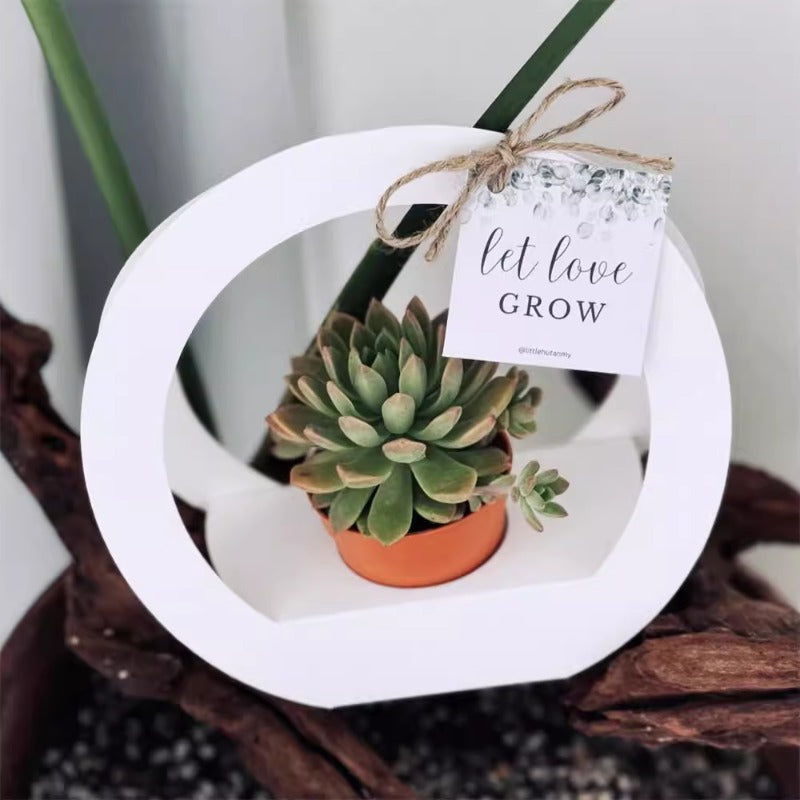 wrapping succulents 20pcs Mini Succulent Plant Packaging Gift Box