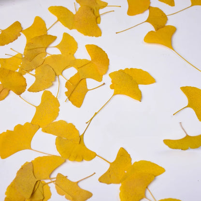 50 Pcs Dried Pressed Ginkgo Leaves