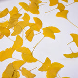 Load image into Gallery viewer, 12 Pcs Dried Pressed Ginkgo Leaves for Crafts