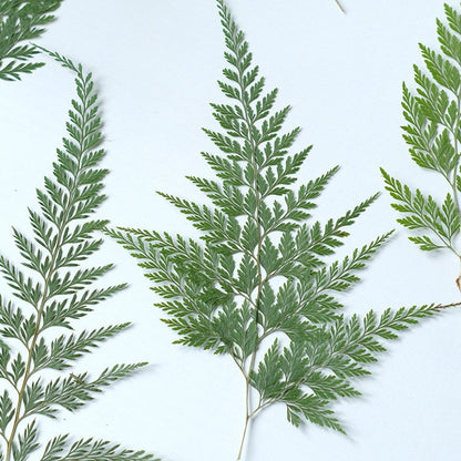 50 Pcs Real Pressed Dried Green Fern Leaves