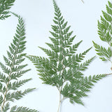 Load image into Gallery viewer, 50 Pcs Real Pressed Dried Green Fern Leaves