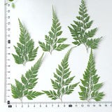Load image into Gallery viewer, 50 Pcs Real Pressed Dried Green Fern Leaves