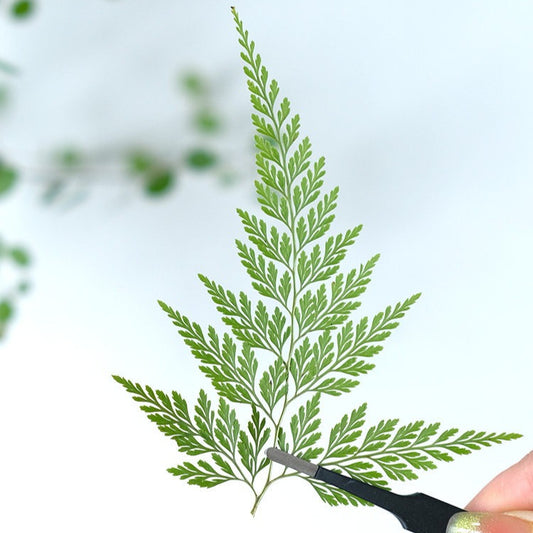 50 Pcs Real Pressed Dried Green Fern Leaves