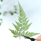 Load image into Gallery viewer, 50 Pcs Real Pressed Dried Green Fern Leaves