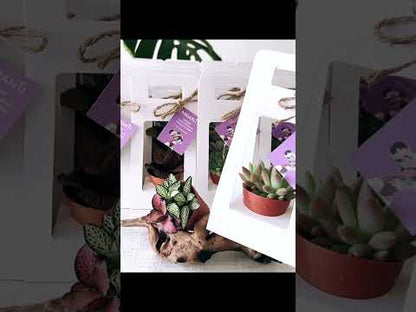 Decorative Succulent Plant Gift Box Pack 20