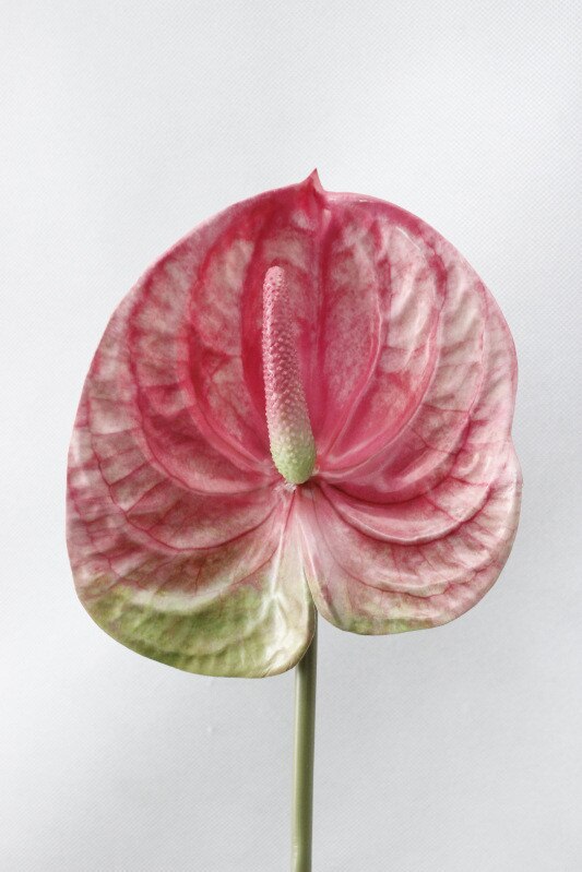 anthurium artificiel Artificial Anthurium Branch Fake Plants – Floral Supplies Store