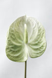 Load image into Gallery viewer, Artificial Anthurium Branch Fake Plants