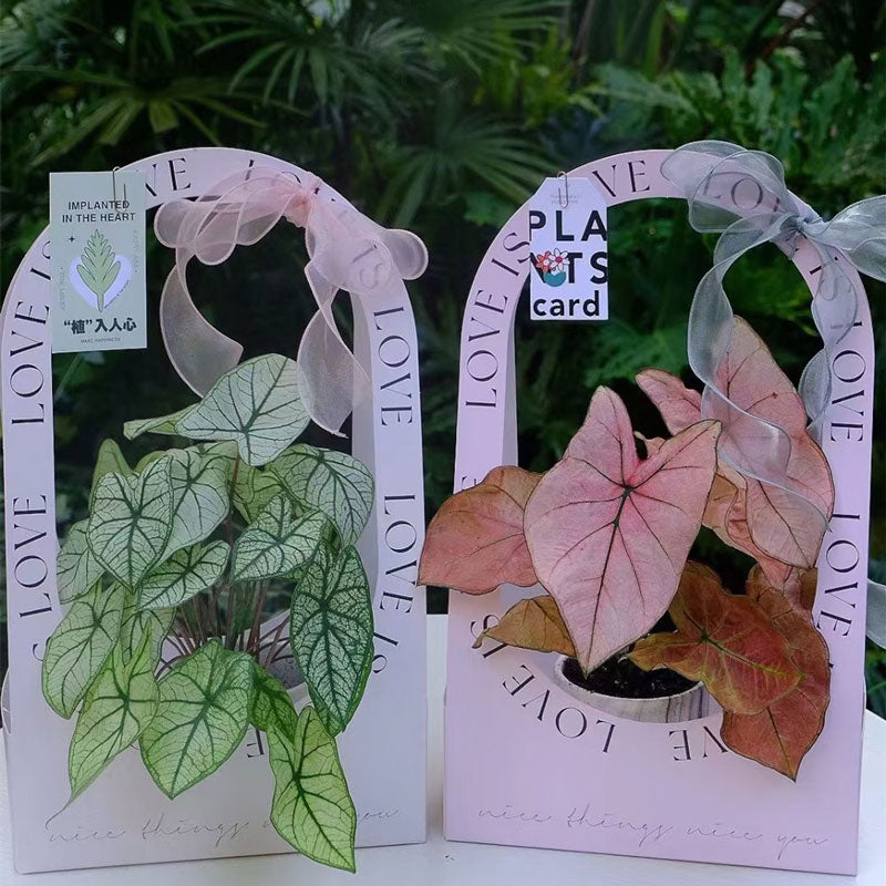 5pcs Handheld Floral Arrangement Gift Box