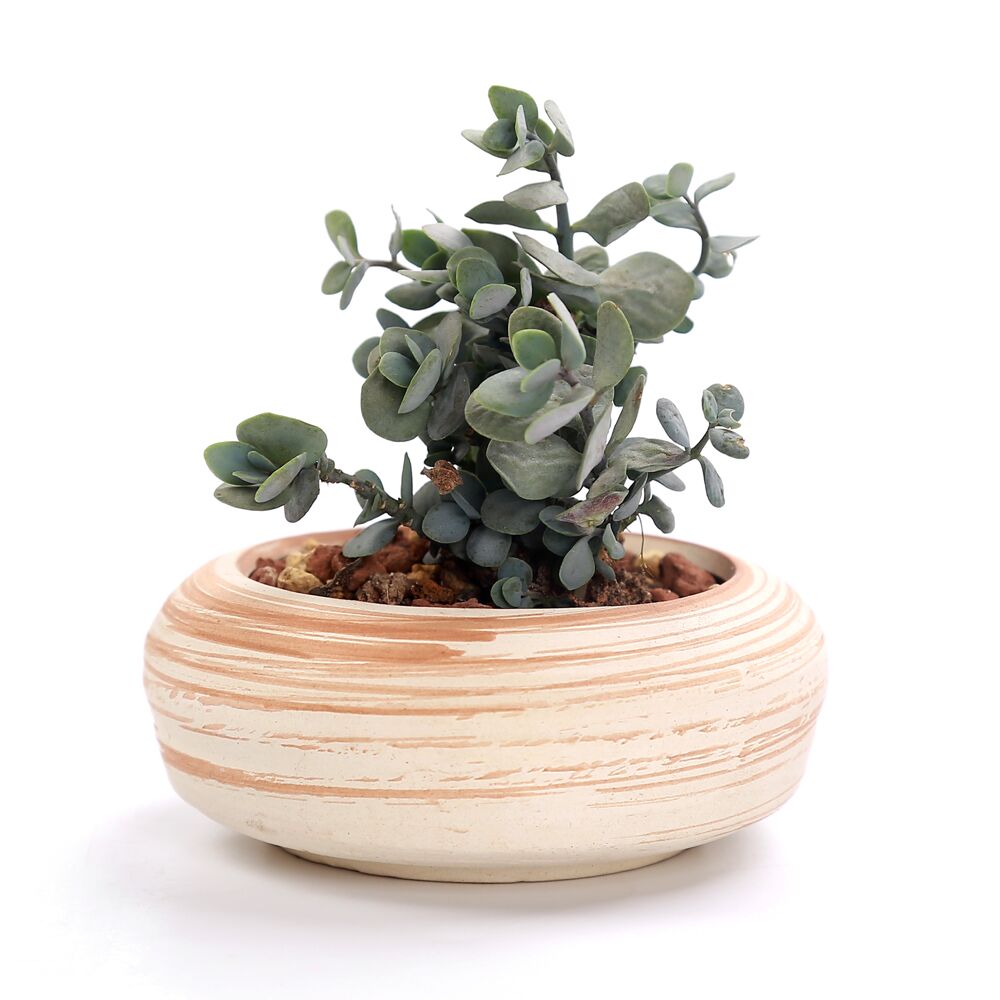 succulent pot set 3 Inch Ceramic Succulent Plant Pot Set – Floral Supplies Store