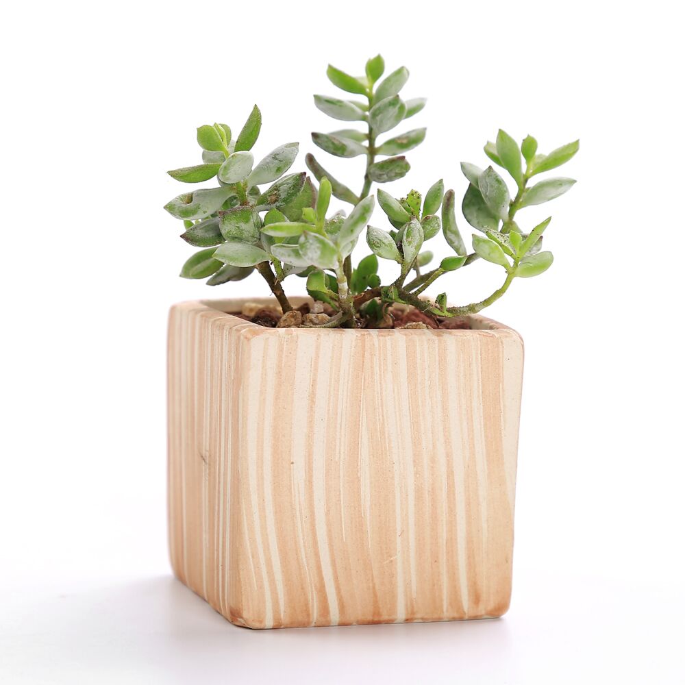 3 inch succulent plants 3 Inch Ceramic Succulent Plant Pot Set – Floral Supplies Store